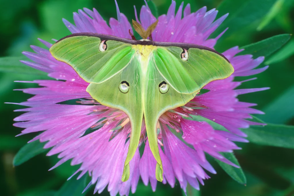 USA, Michigan. Close-up of luna moth on flower.